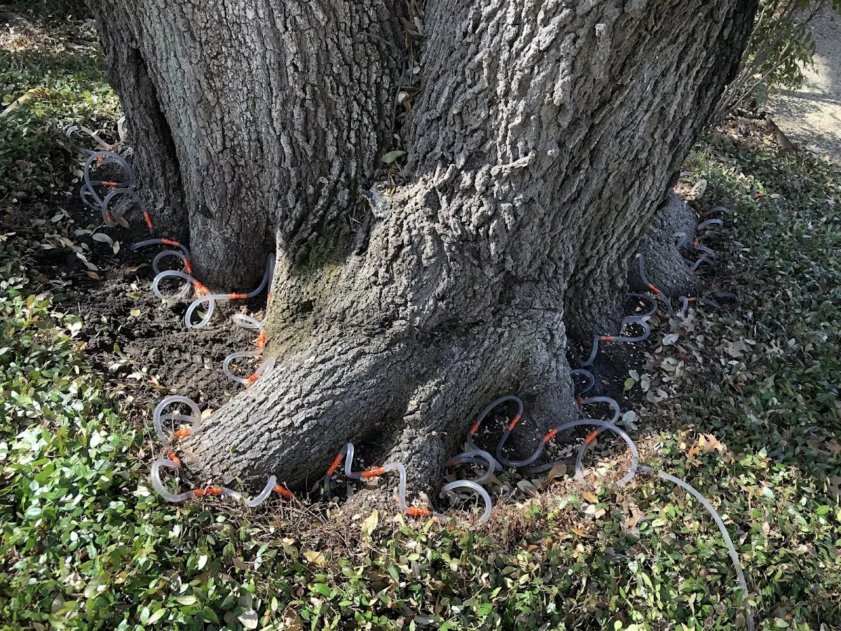 Detailed Tree Cabling and Bracing job site in Arctic Village