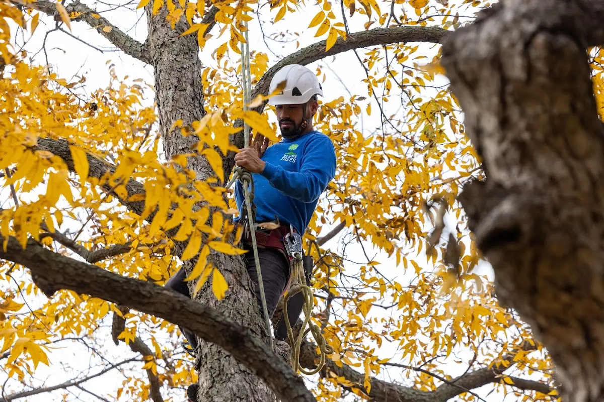 Skilled Tree Pruning crew working in Arctic Village