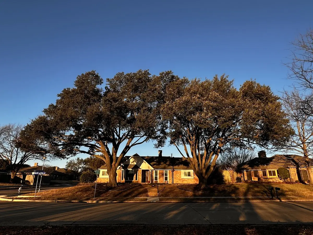 Established residential canopy tree shading a home in Arctic Village